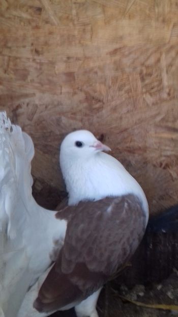  - DE VÂNZARE DEC 2017