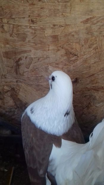  - DE VÂNZARE DEC 2017