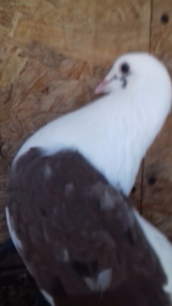  - DE VÂNZARE DEC 2017