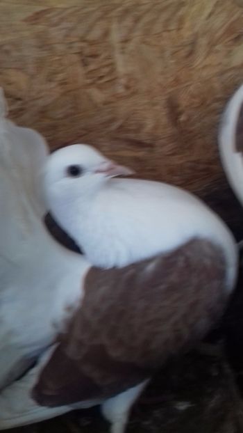  - DE VÂNZARE DEC 2017