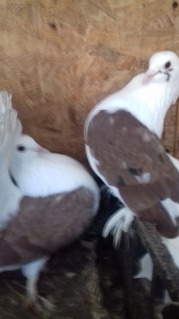  - DE VÂNZARE DEC 2017