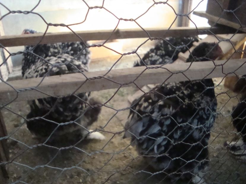  - 2018-09 Cochinchina negru-alb bobat fam 1