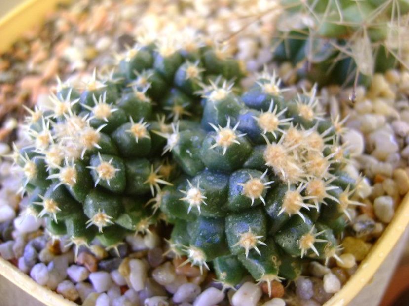 Echinocactus grusonii v. inermis - Cactusi 2017 final de an