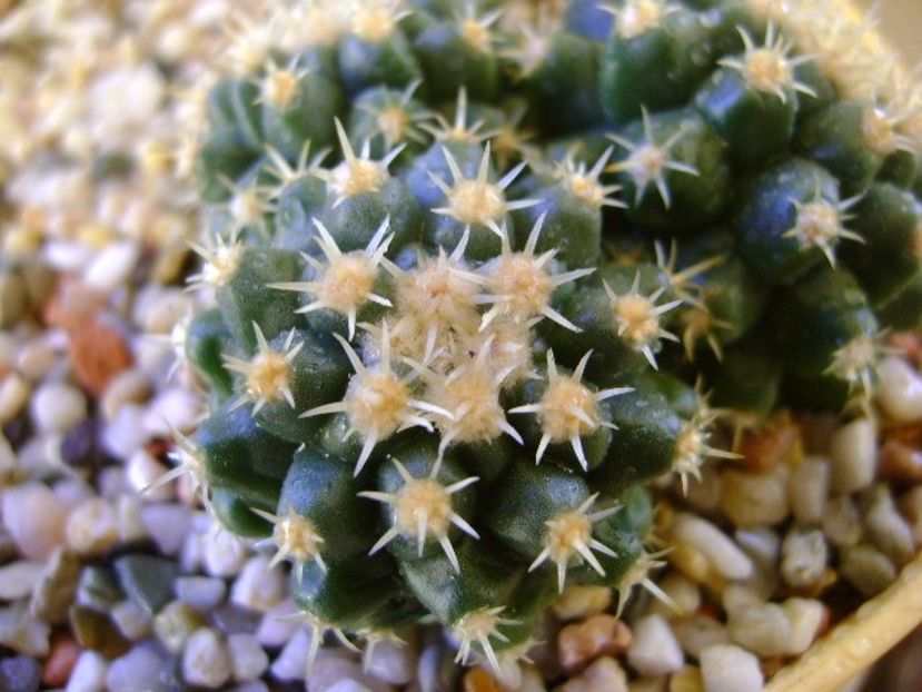 Echinocactus grusonii v. inermis - Cactusi 2017 final de an