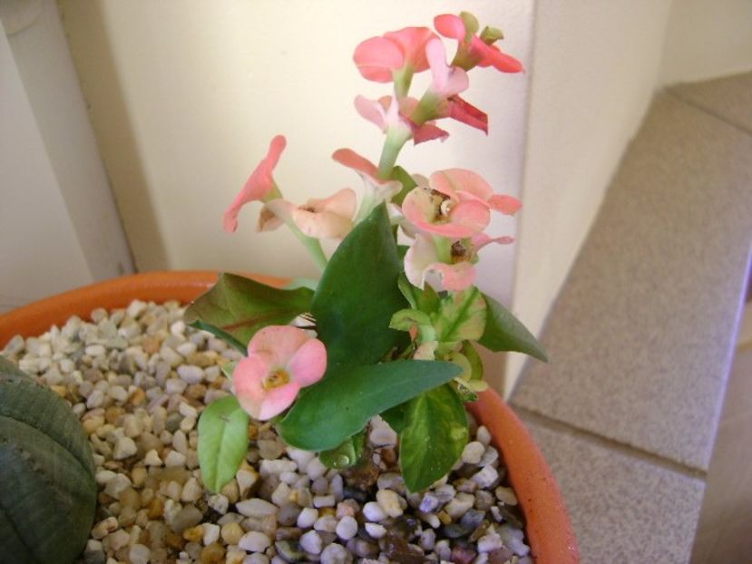 Euphorbia milii Pink Cadillac - Suculente 2017