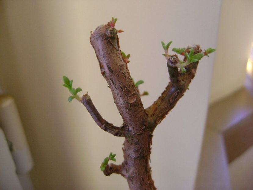Crassula sarcocaulis la 15 zile dupa tunsoare - Suculente 2017