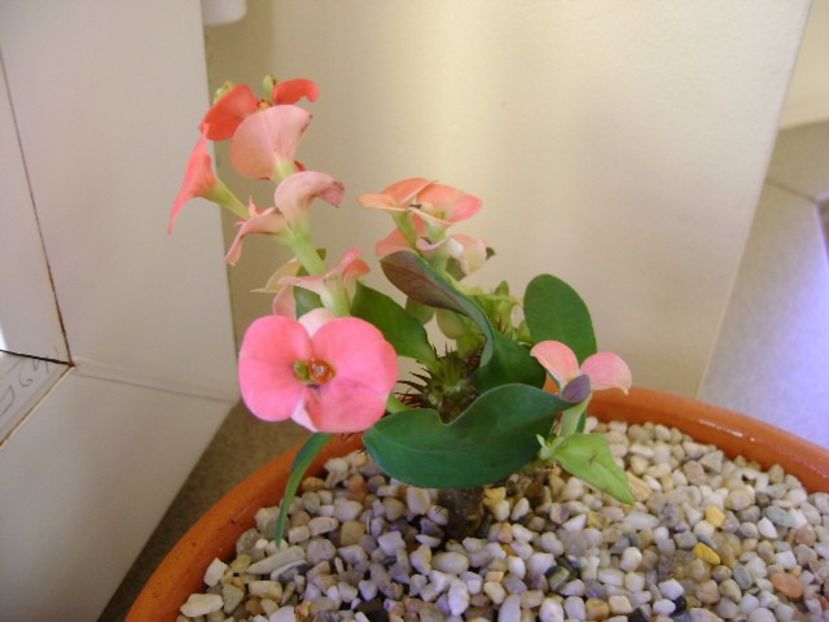 Euphorbia milii 'Pink Cadillac' - Suculente 2017