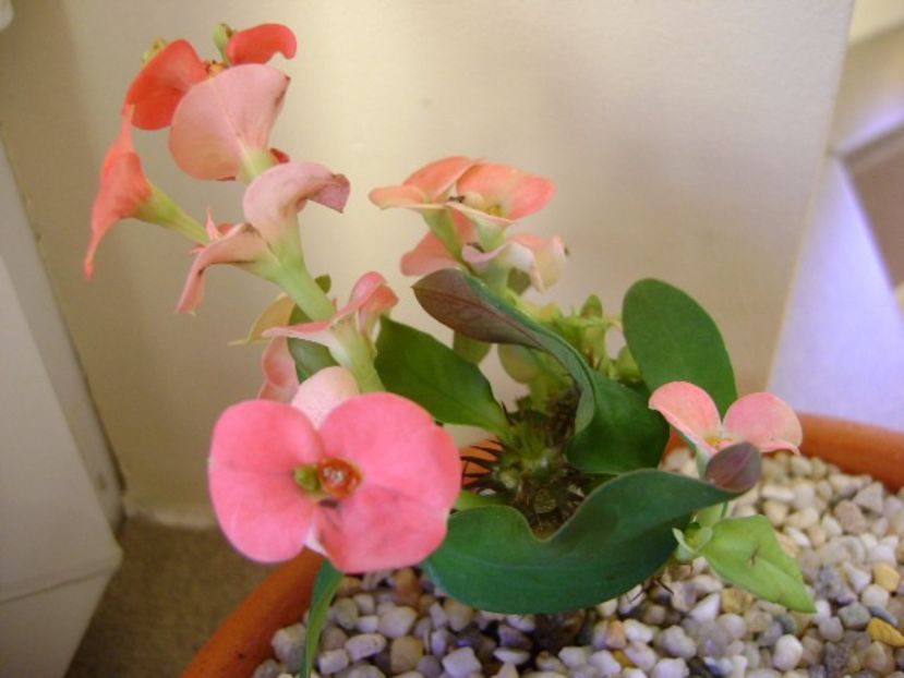 Euphorbia milii Pink Cadillac - Suculente 2017