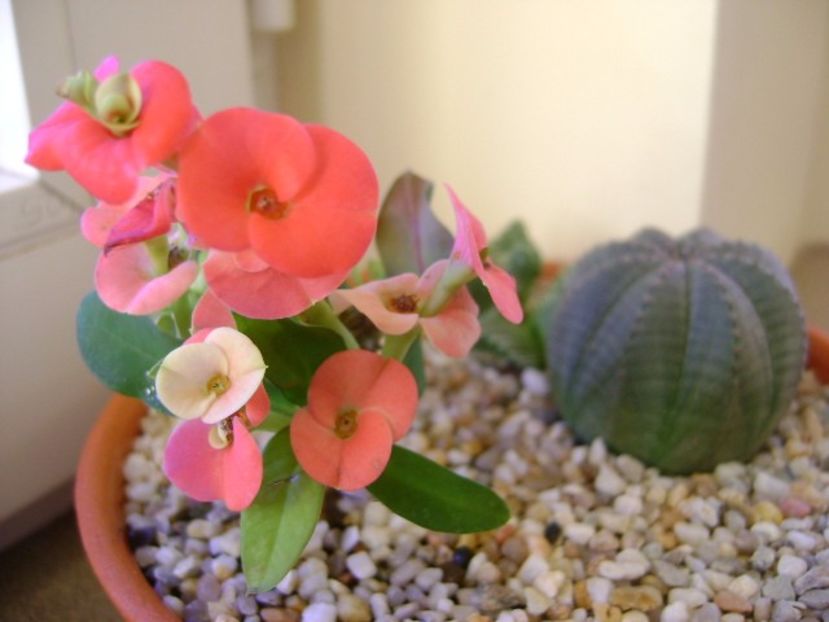 Euphorbia milii 'Pink Cadillac' - Suculente 2017