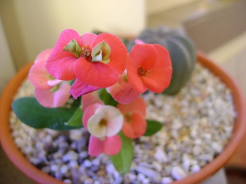 10 dec. 2017: Euphorbia milii Pink Cadillac - Flori in plina iarna