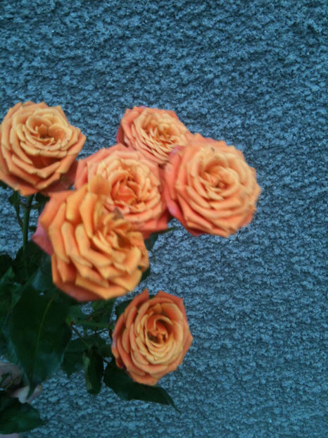 Orange Fire® - Trandafiri clasici si spray