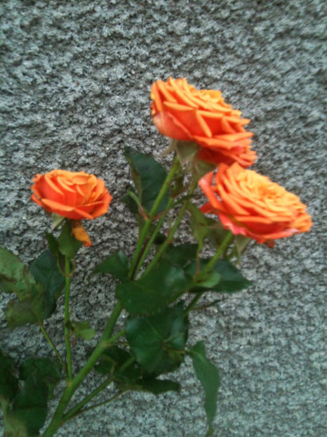 Orange Fire® - Trandafiri clasici si spray