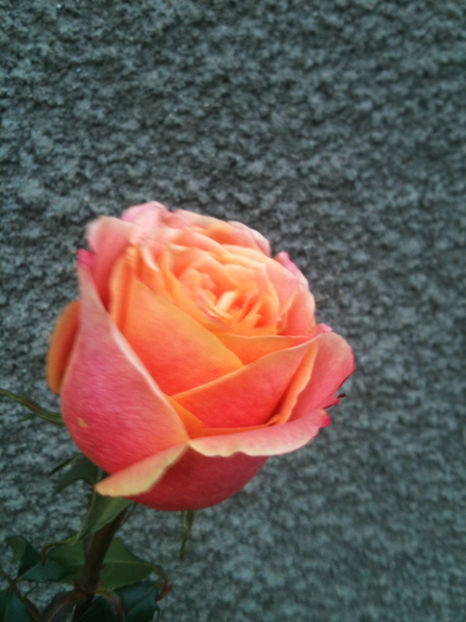 ?Chilis? - Trandafiri clasici si spray