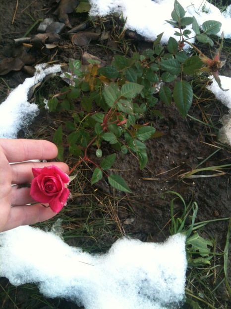  - Trandafiri din seminte-incercari