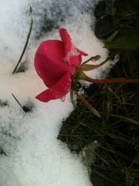  - Trandafiri din seminte-incercari