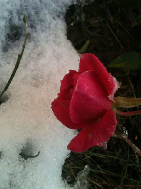  - Trandafiri din seminte-incercari