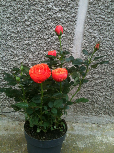 miniroza 10 - Trandafiri