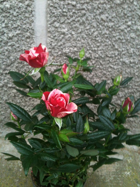 miniroza 11 - 'Gigi™' - Trandafiri