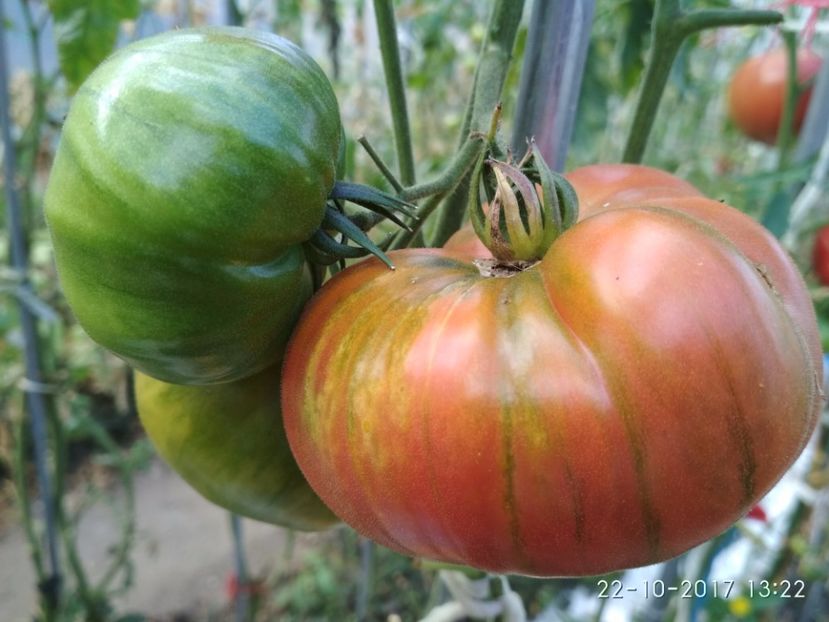 OMARS LEBANESE (2) - OMARS LEBANESE