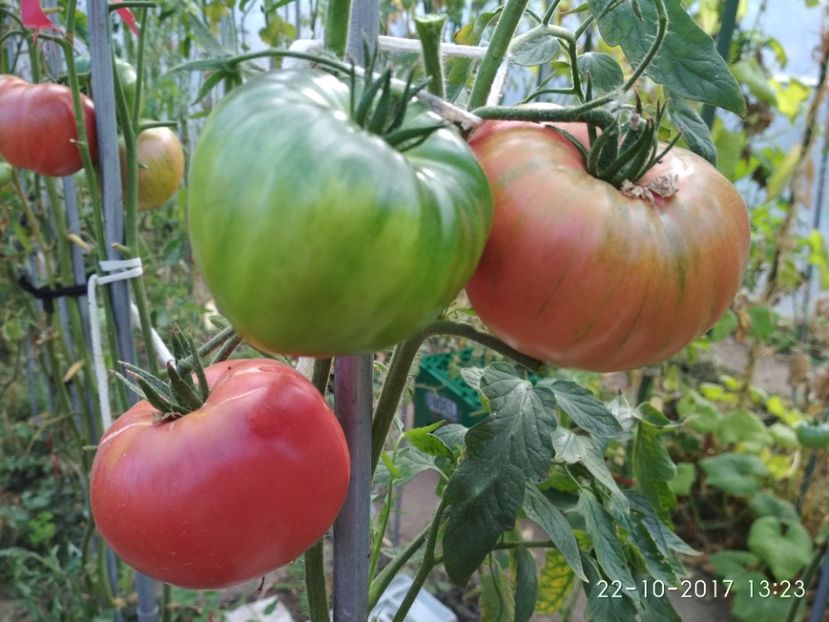 OMARS LEBANESE (3) - OMARS LEBANESE