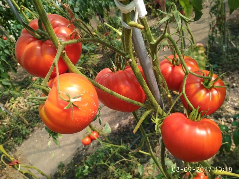 OMARS LEBANESE (10) - OMARS LEBANESE