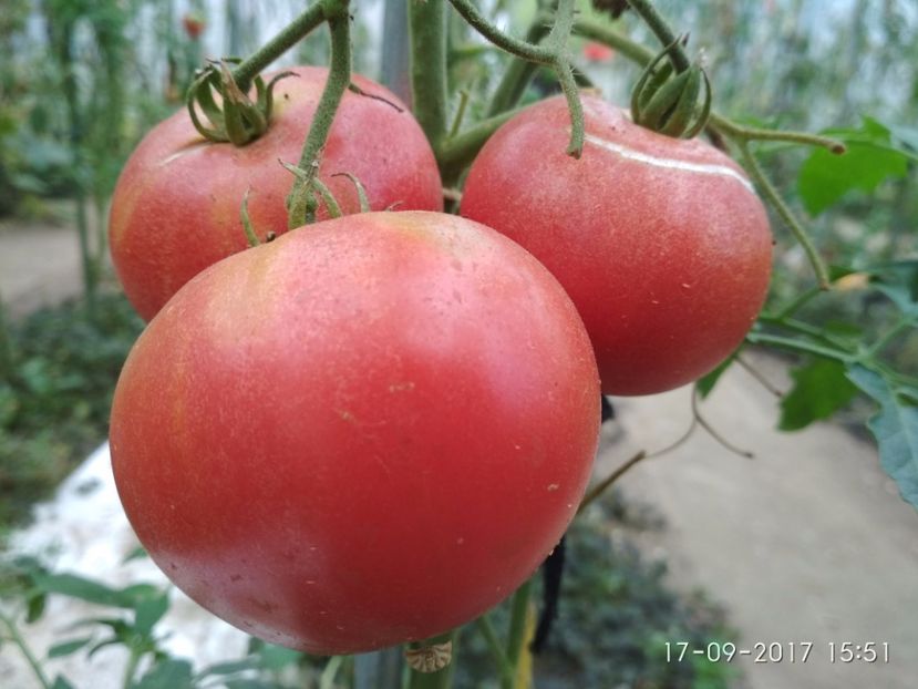 OMARS LEBANESE (16) - OMARS LEBANESE