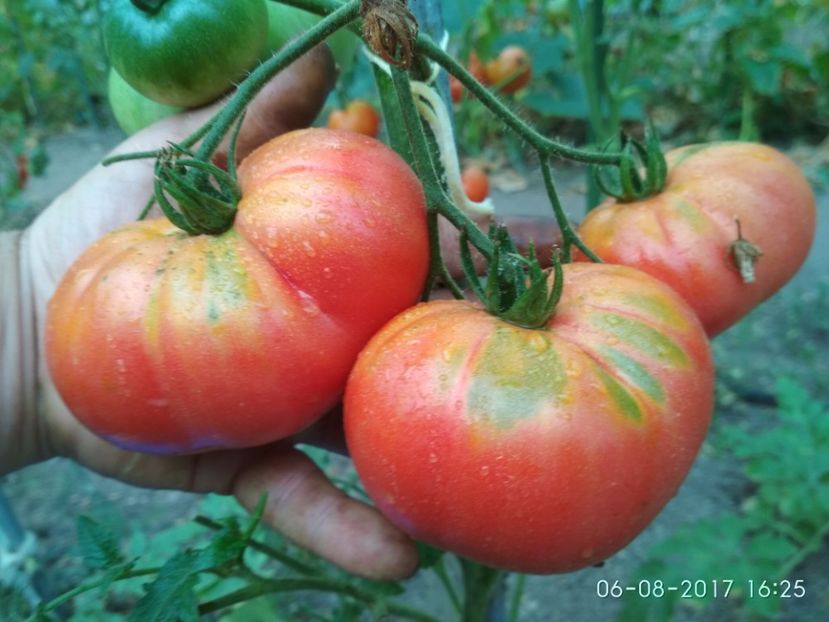 OMARS LEBANESE (17) - OMARS LEBANESE