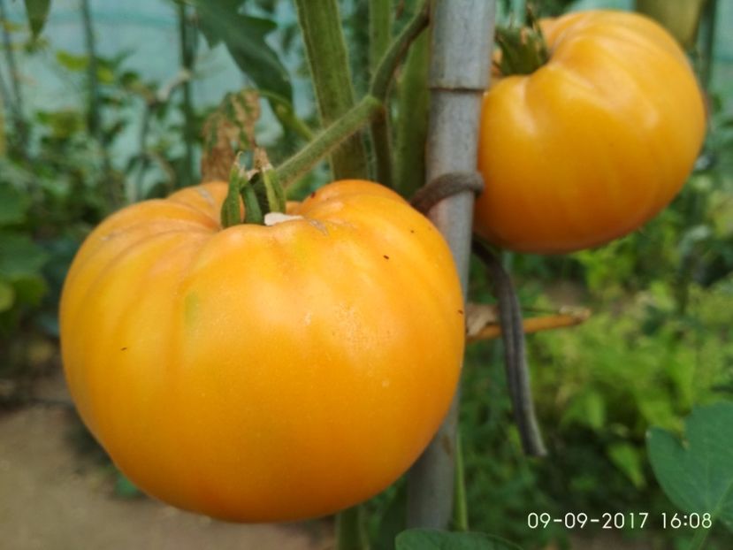 OLD GERMAN (1) - OLD GERMAN