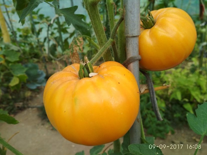 OLD GERMAN (9) - OLD GERMAN