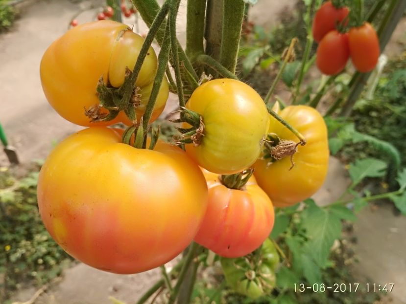 OLD GERMAN (10) - OLD GERMAN