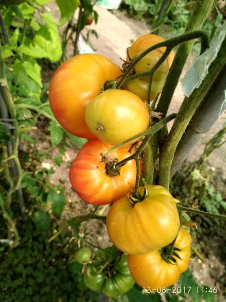 OLD GERMAN (12) - OLD GERMAN