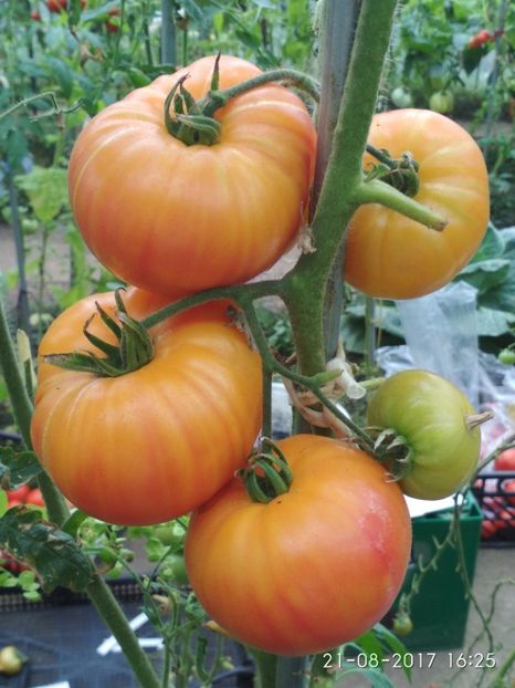 OLD GERMAN (13) - OLD GERMAN