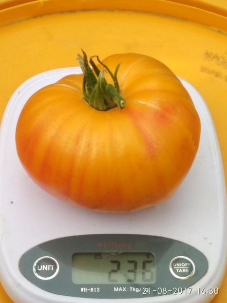 OLD GERMAN (15) - OLD GERMAN