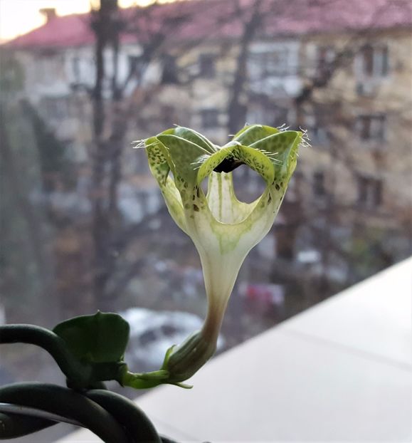  - Ceropegia sandersonii