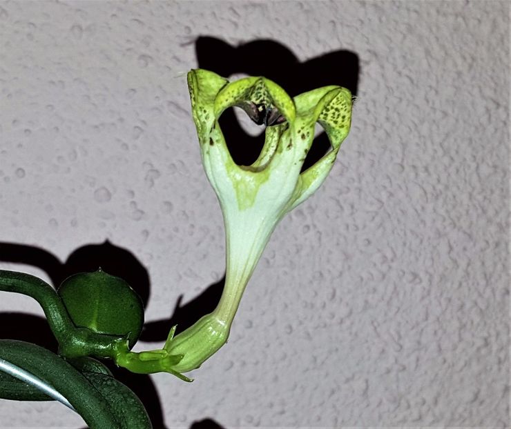  - Ceropegia sandersonii