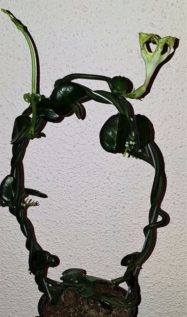  - Ceropegia sandersonii