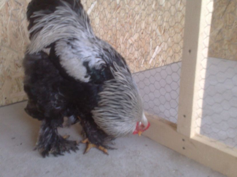  - BRAHMA HERMINAT INCHIS