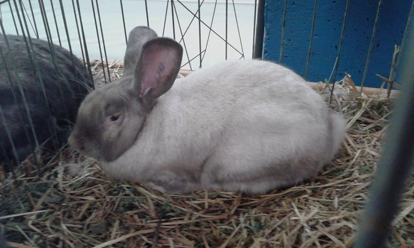  - 00 Expozitia Nationala Baicoi 2017