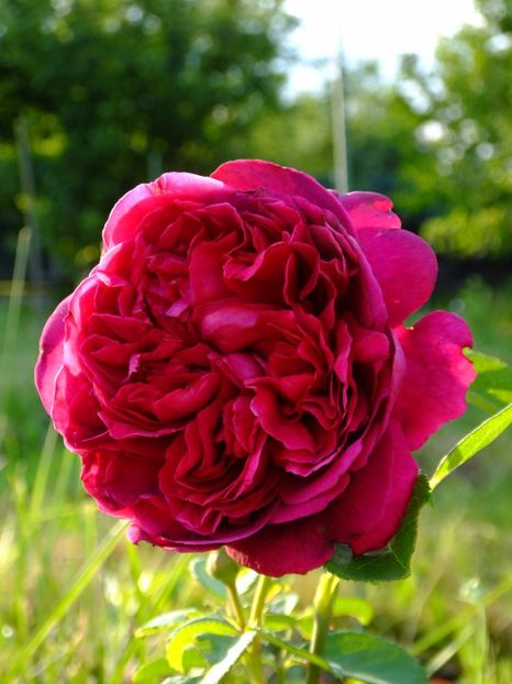 WS 2000 - 2017_06_Iunie