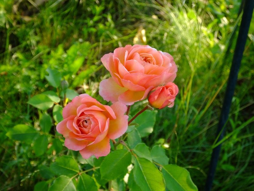 Andre Turcat - 2017_06_Iunie