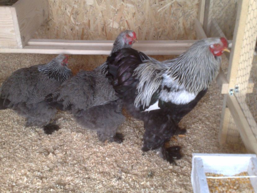  - BRAHMA HERMINAT INCHIS