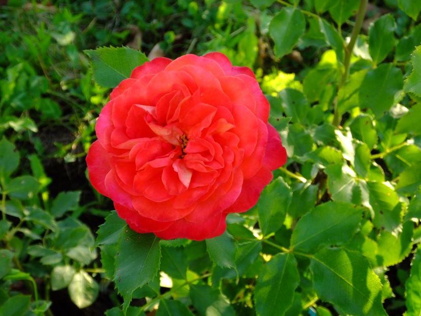 Midsummer - 2017_06_Iunie