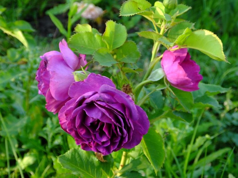 Minerva - 2017_06_Iunie