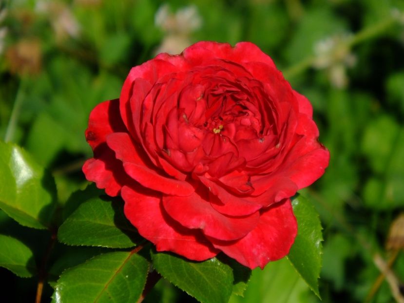 Red Leonardo da Vinci - 2017_06_Iunie