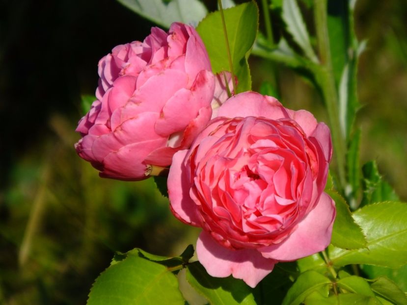 Leonardo da Vinci - 2017_06_Iunie