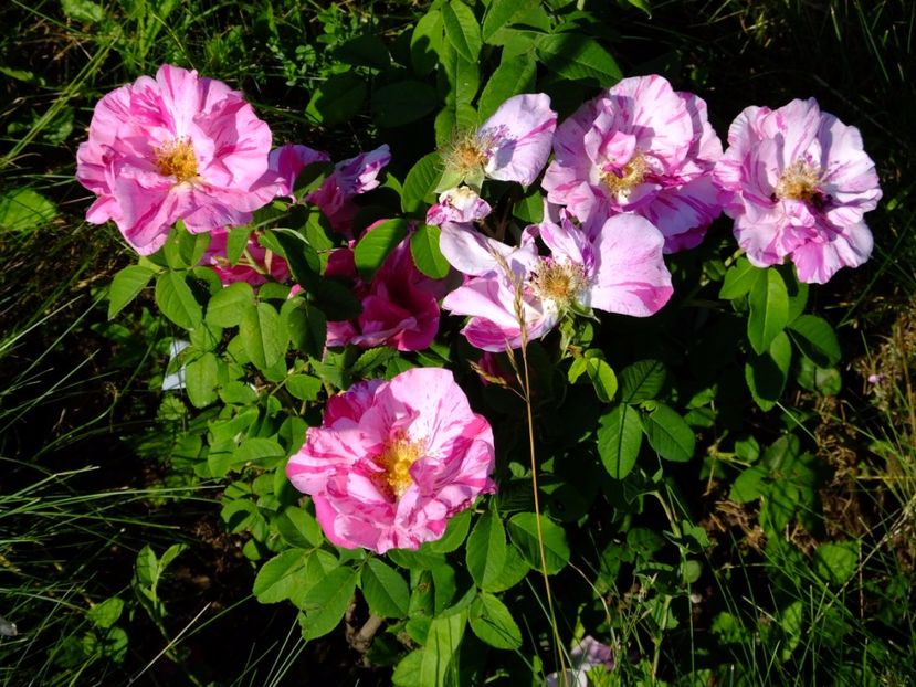 Rosa Mundi - 2017_06_Iunie