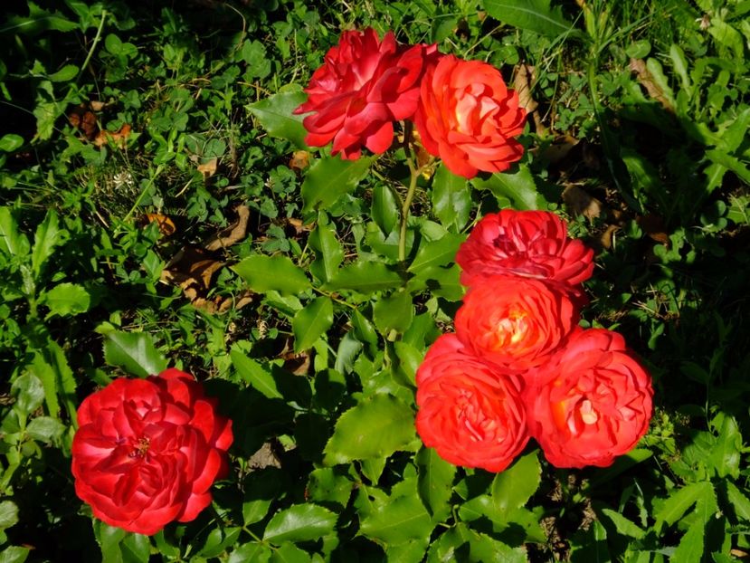 Midsummer - 2017_06_Iunie