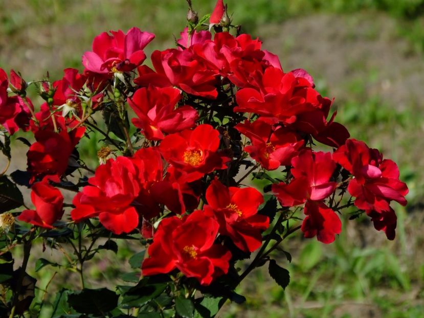 Zeelandia - 2017_06_Iunie