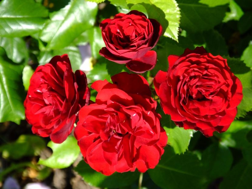 Lavaglut - 2017_06_Iunie