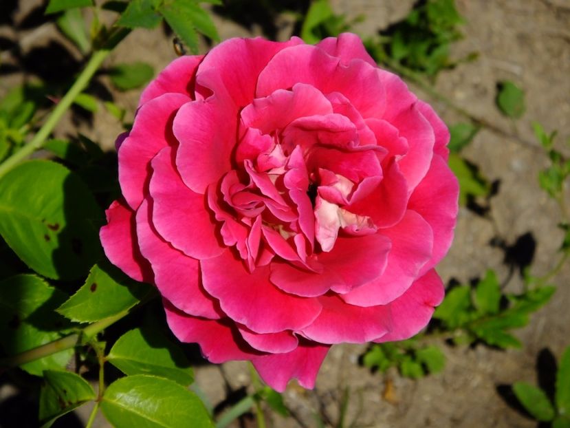 Kronenbourg - 2017_06_Iunie